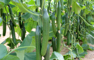 Cucumbers grown with MicroSoil