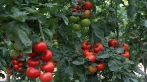 Tomatoes grown with MicroSoil®